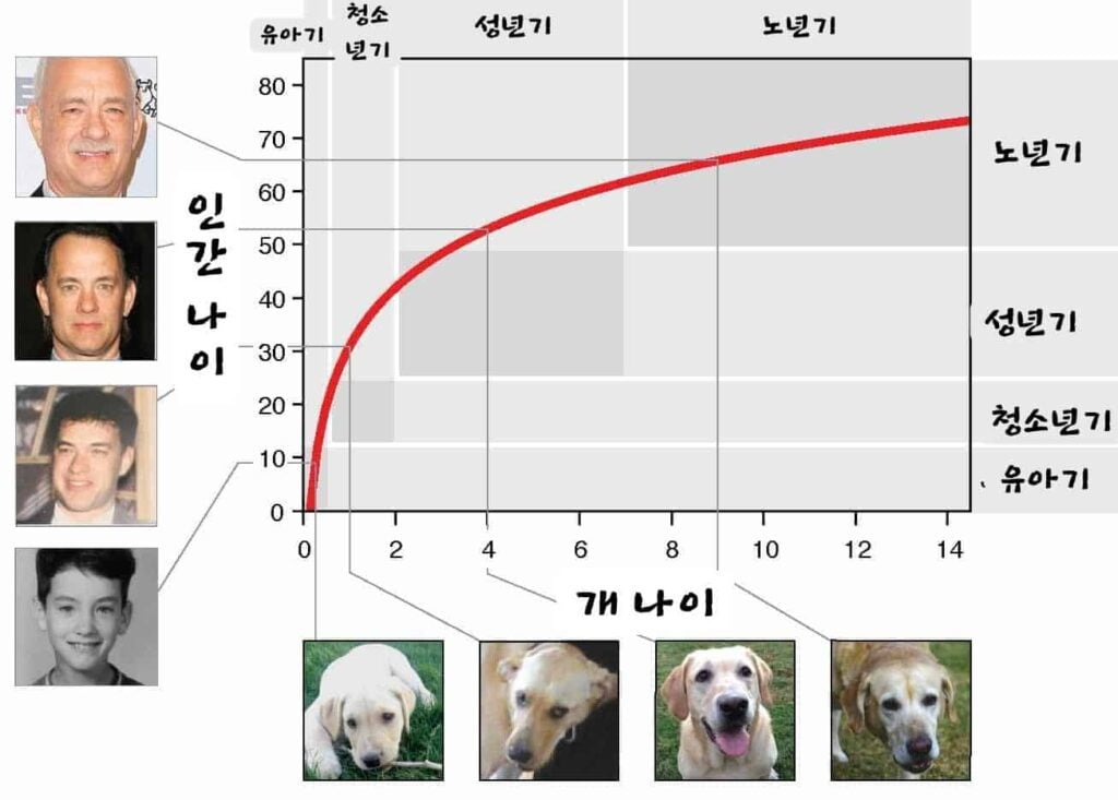 반려동물 나이 계산법 - 고양이와 개