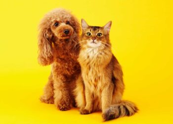 반려동물 나이 계산기 - 고양이와 개